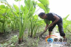 澄迈道南村发展芋头种植产业 助力贫困户脱贫