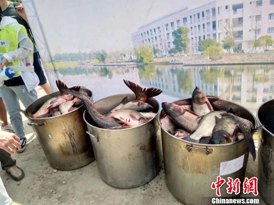 电子科大捕捞上千斤大鱼。　电子科大供图摄