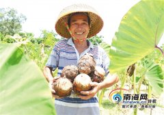 澄迈金江镇道南村打造“道南福芋”品牌 推动脱贫攻坚