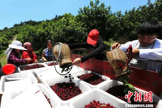 “靖州杨梅”成为山区民众脱贫致富的金果。 刘杰华 摄