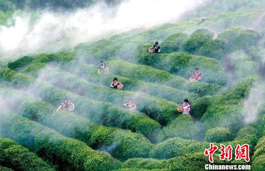 图为都匀毛尖茶园。黔南州委宣传部供图
