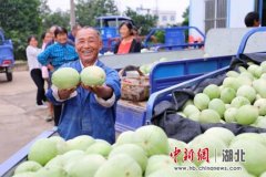枝江董市瓜果飘香 电商助农增收
