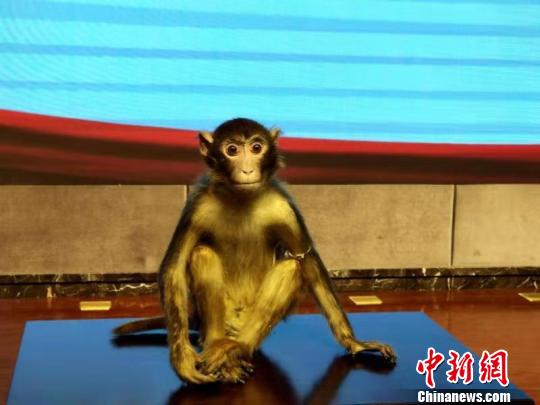 首个恒河猴甲亢模型运抵西安助人类甲亢预防研究