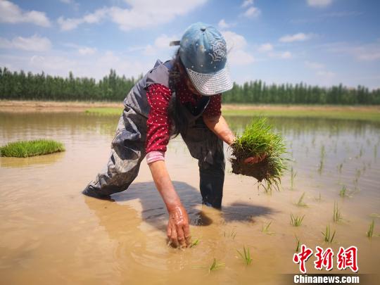 图为技术人员正在进行水稻插秧。 魏建军 摄