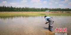 兰州新区盐碱地种水稻：告别“十年九不收”田间荡绿波
