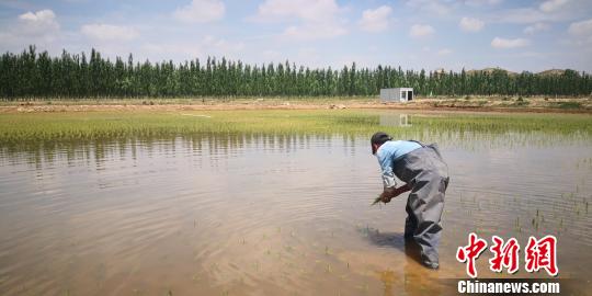 兰州新区盐碱地种水稻:告别“十年九不收”田间荡绿波