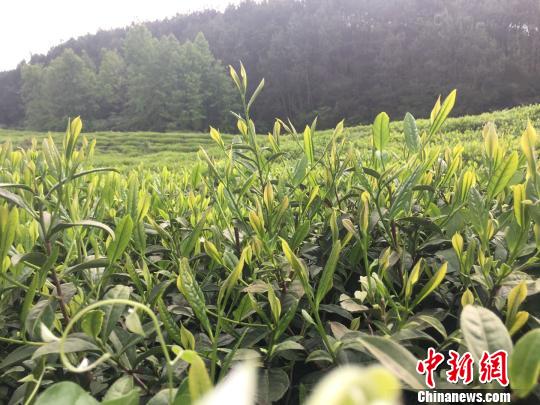 安徽黄山的一处茶园。(吴兰/摄)