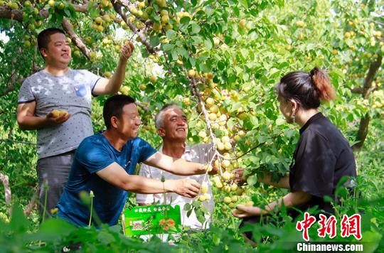工作队成员帮助依明·牙森家采摘庭院杏子。 贾洪明 摄