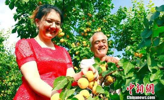 依明·牙森忙着采摘杏子。 贾洪明 摄