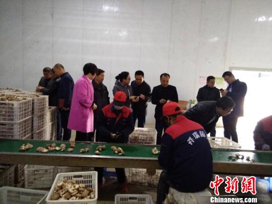 甘肃下岗女工返乡创业发“药财”产业壮大不忘携困济贫