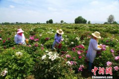甘肃牡丹花开高原结扶贫“硕果”：浑身是“宝”不愁销
