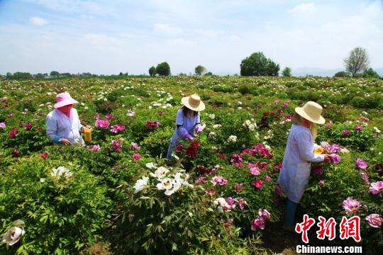 甘肃牡丹花开高原结扶贫“硕果”:浑身是“宝”不愁销