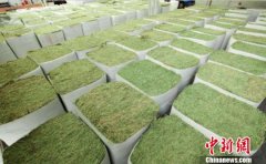 黑龙江将扶持建设5万亩苜蓿种植基地 每亩补助600元