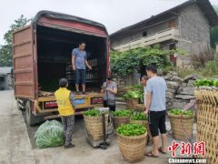 “小辣椒”助贵州遵义贫困村摘掉“贫困帽”