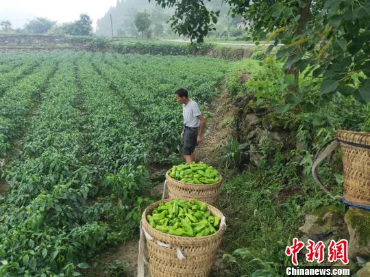 图为南坪村村民在辣椒地里采摘辣椒。 杨成忠 摄