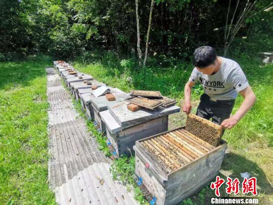 蜂农刘国民在查看蜂箱。 姜辉 摄