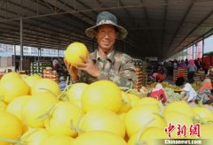 甘肃民勤大漠蜜瓜飘香上市 众电商助力进千家万户餐桌