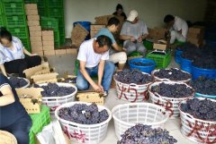 丹鸟进军生鲜物流 千吨葡萄产地直发24小时送全国