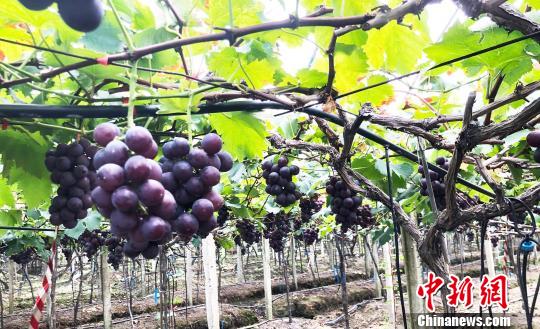 图为葡萄园区，串串紫黑圆润葡萄挂满枝头。　林榕生 摄