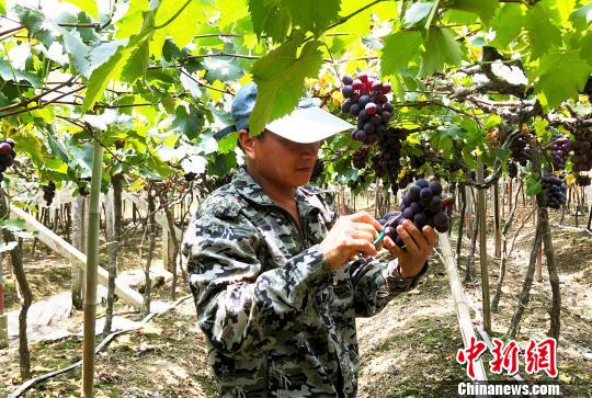 图为果农正在采摘成熟的葡萄。　林榕生 摄