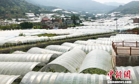 图为一望无际的葡萄园。　林榕生 摄