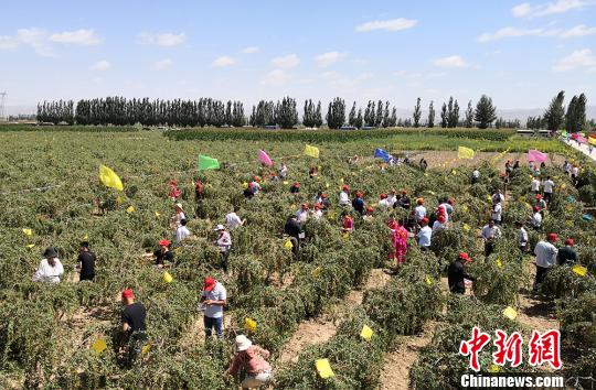 图为客商及游人在田间地头体验枸杞采摘乐趣。 刘玉桃 摄