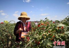 甘肃靖远夯实“经济生态底子” “独特”产业促农脱贫