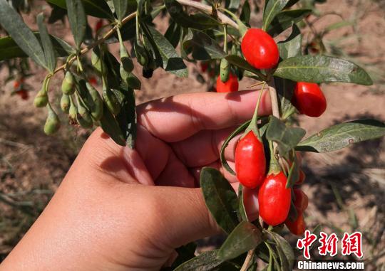 图为枸杞鲜果。 刘玉桃 摄