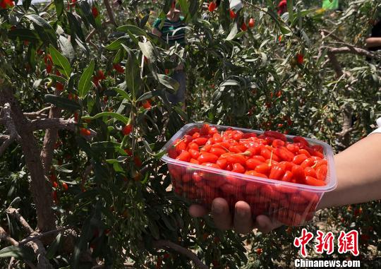 图为客商采摘枸杞鲜果。 刘玉桃 摄