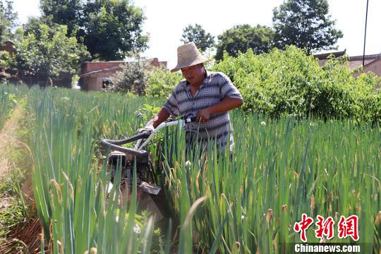 甘肃西峰庄稼汉“科技种地”:致富路上“葱”满希望
