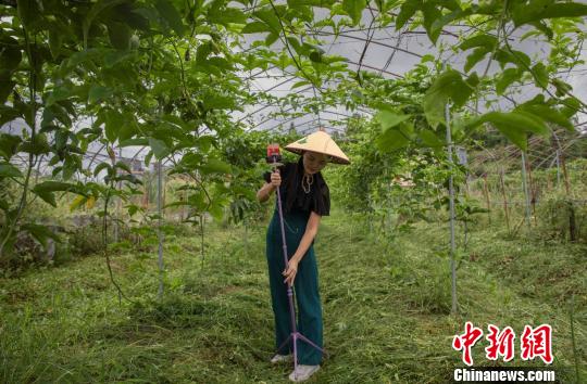 “百香姐”潘秋霞时常在果园直播。(资料图) 钟欣 摄