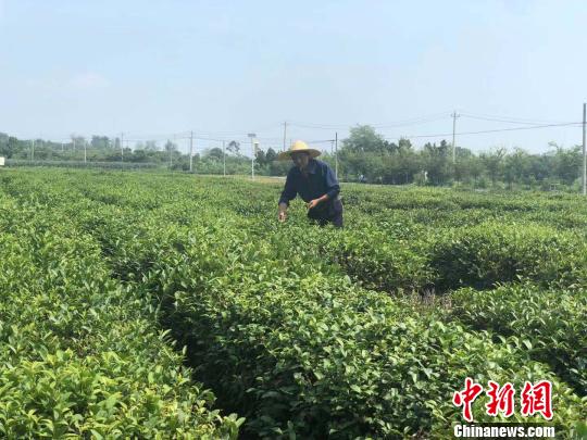 江苏盱眙:产业扶贫为老茶场插上新生“绿色翅膀”