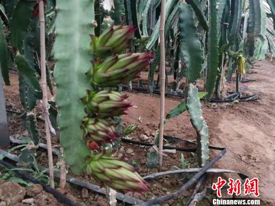 最近,试验田里的火龙果树刚刚开花。 王维宁 摄