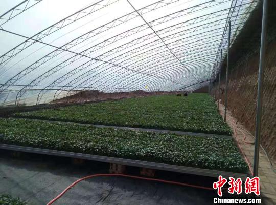 合作社从成立至今,已经育苗1000余万株,产品除了销往周边,还远销太原、晋城、运城等地,带动百余农民增收。 王维宁 摄