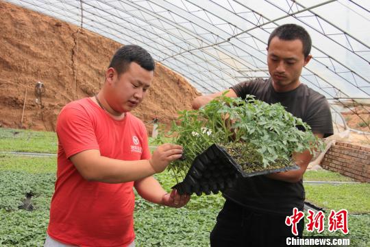 90后小伙返乡研究种菜育苗1000余万株助百余农民增收