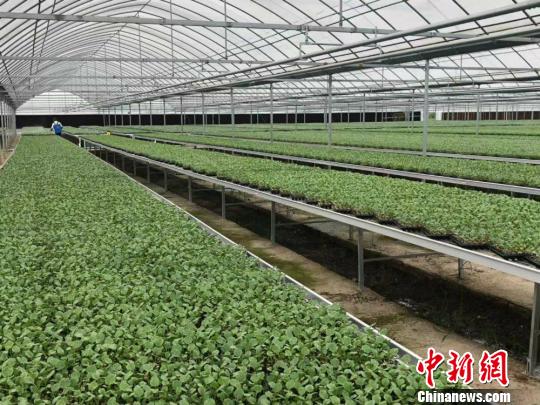 盐城春禾农业科技有限公司西兰花育苗基地一角。　于从文 摄