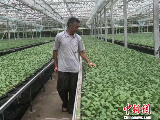 探访江苏响水西兰花如何成为群众的“致富花”
