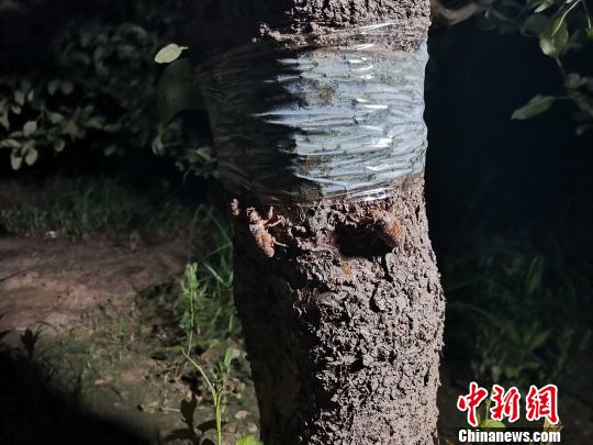 图为金蝉。 郝学娟 摄