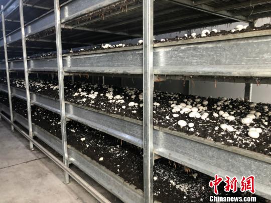 官山镇农光互补项目内双孢菇种植架上生长的菌菇。　于从文 摄