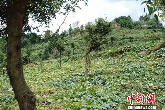 贵州织金猫场镇：皂角树成“摇钱树”产品远销海内外
