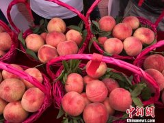中国仙桃之乡“古法”培育 有机循环受海外市场青睐