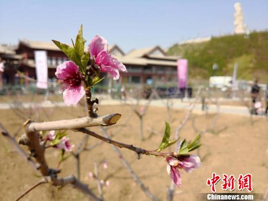 图为兰州市安宁堡栽植的桃苗木。(资料图) 刘薛梅 摄