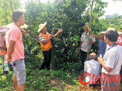 广东廉江：农民“点单”专家“配菜” “田间课堂”科技助脱贫 