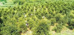 油茶产业铺就脱贫路 ——酉阳车田乡见闻