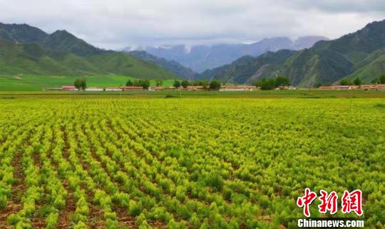 图为甘肃中药材种植基地。(资料图) 王鹏 摄