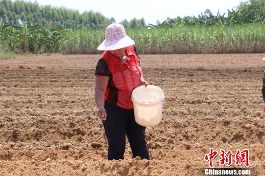 图为农民正在抢种豆角。 林馨 摄