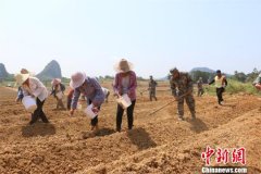 螺蛳粉走红带动广西贫困村发展集体经济