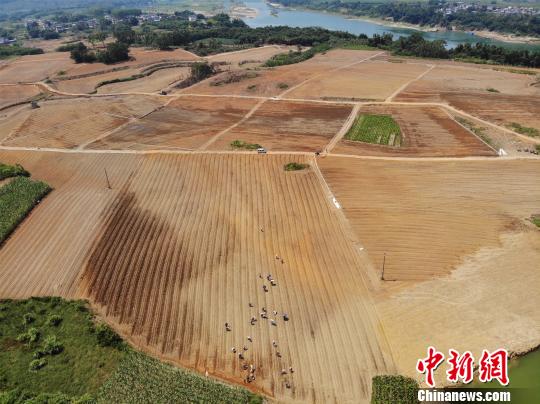 图为航拍300亩蔬菜种植基地。 林馨 摄