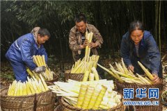 贵州桐梓育方竹 产业富民“节节高”