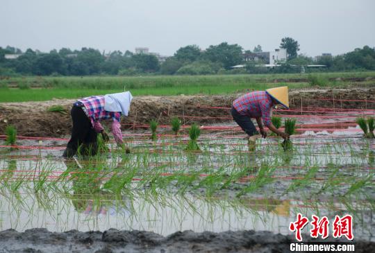 农民在盐碱地里插秧 翟李强 摄